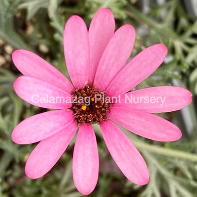 Rhodanthemum ( Moroccan daisy) - 'Pretty in Pink'