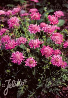 Scabiosa columbaria 'Pincushion Pink' - Hardy Perennial Plant