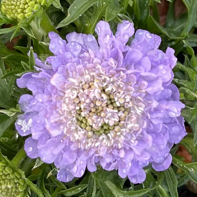 Scabiosa japonica var 'ritz blue' - Hardy Perennial Plant