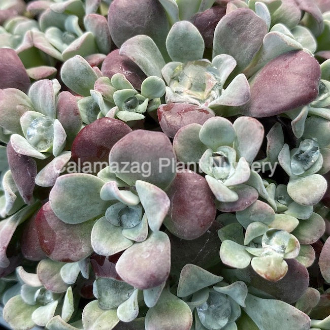 Sedum spathulifolium &