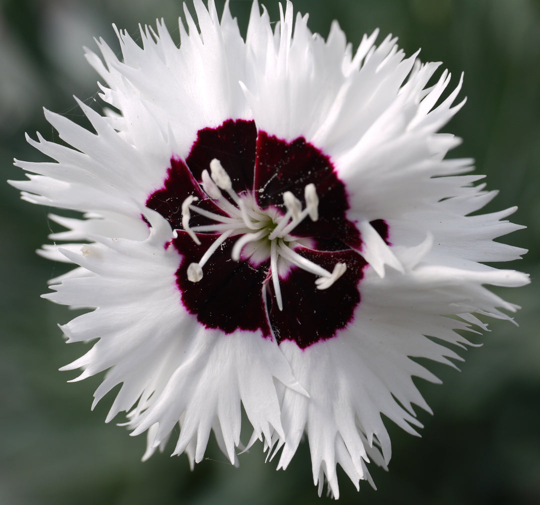 Our pick of 10 Mixed Alpine Pinks