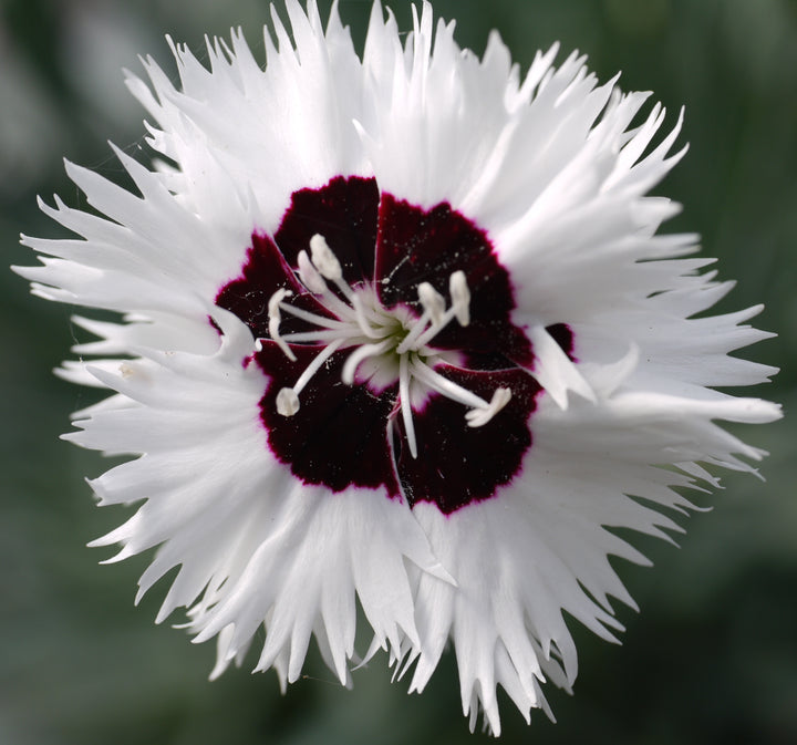 Our pick of 10 Mixed Alpine Pinks