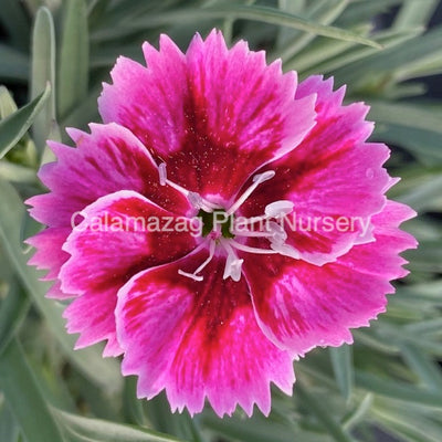 Dianthus Alpine Pink 'Supernova'. Hardy scented garden ready plant.