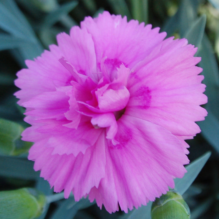 Dianthus plumarius Garden Pink 'Tickled Pink'