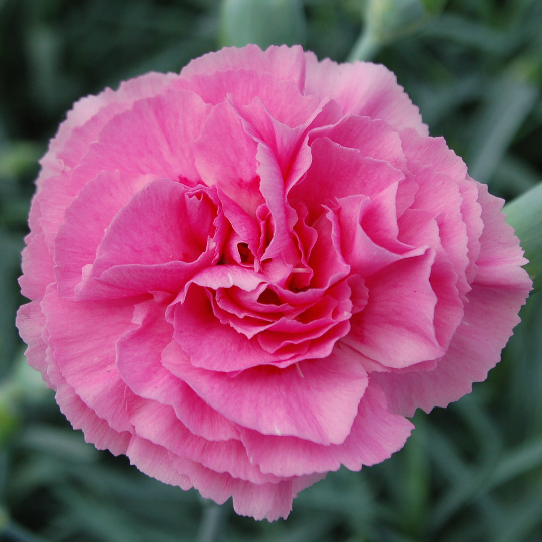Dianthus plumarius Garden Pink  'Valda Wyatt'