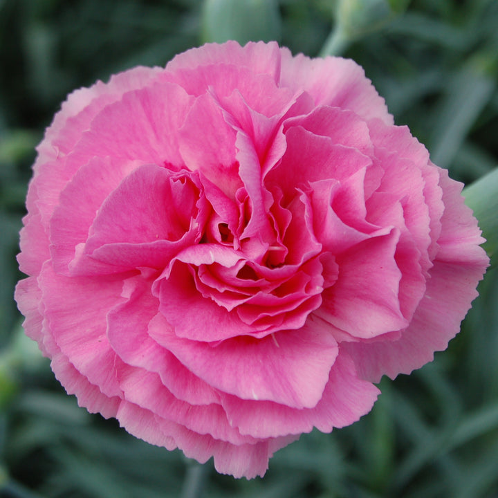 Dianthus plumarius Garden Pink  'Valda Wyatt'