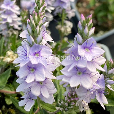 Veronica prostrata 'Spode Blue' - Alpine Plant