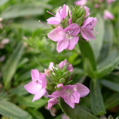 Veronica prostrata 'Lilac Time' - Alpine Plant