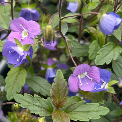 Veronica peduncularis 'Oxford Blue' - Alpine Plant