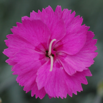 Dianthus Alpine Pink 'Wardens Hybrid'. Hardy scented garden ready plant.