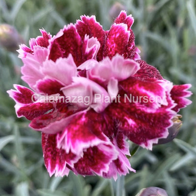 Dianthus Alpine Pink 'Whatfield Gem'. Hardy scented garden ready plant