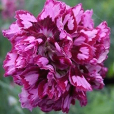 Dianthus plumarius Garden Pink  'Laced Mrs Sinkins' hardy scented plant.