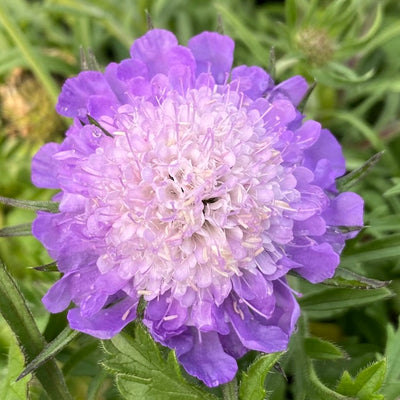 Scabiosa columbaria 'Misty Butterflies' - Hardy Perennial Plant